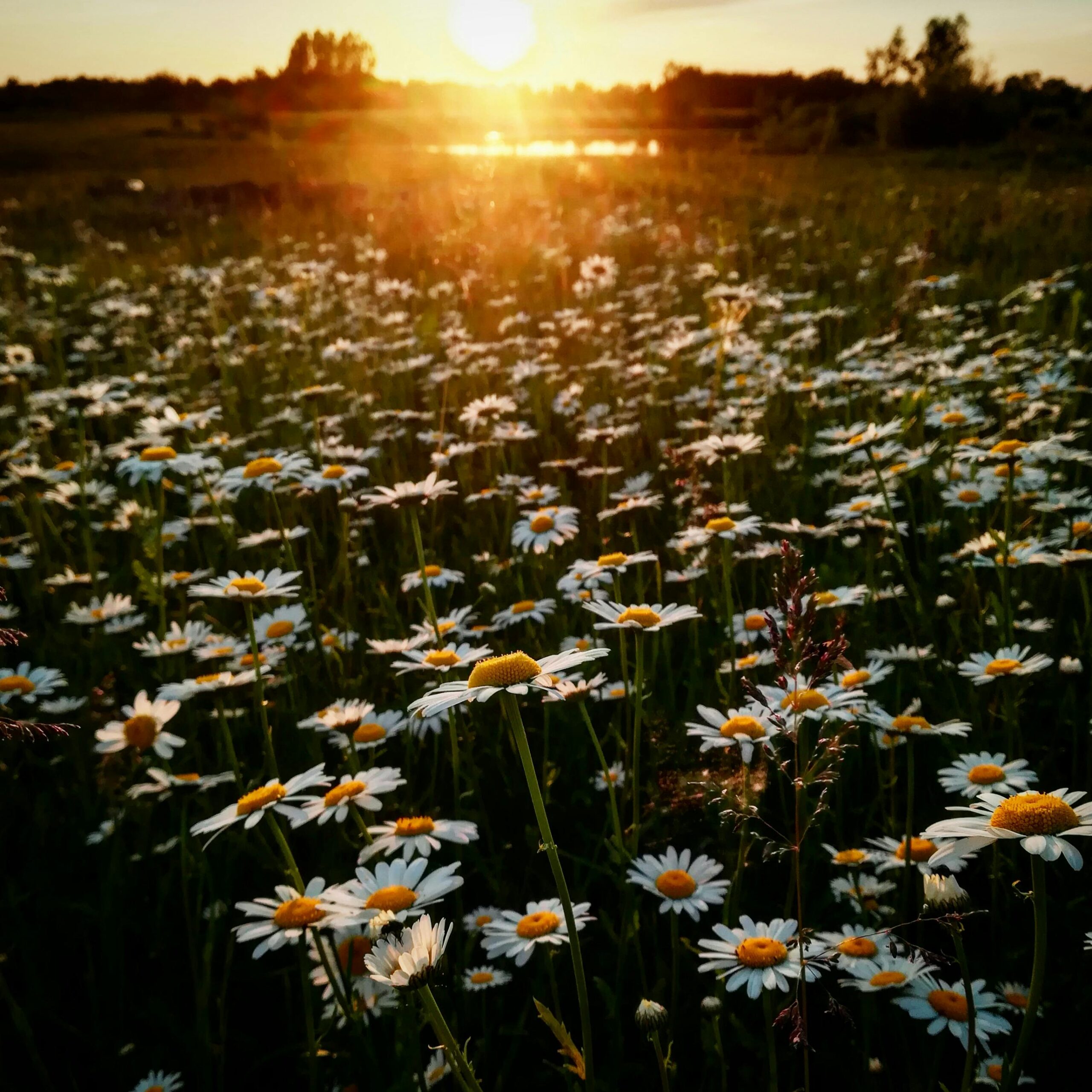 A serene sunset over a vibrant daisy field, capturing nature's beauty in full bloom.
