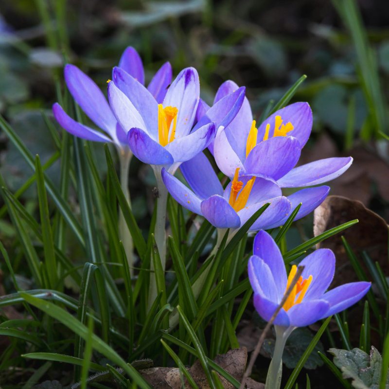 Close-up of vibrant blue crocuses blooming in spring amidst green foliage.