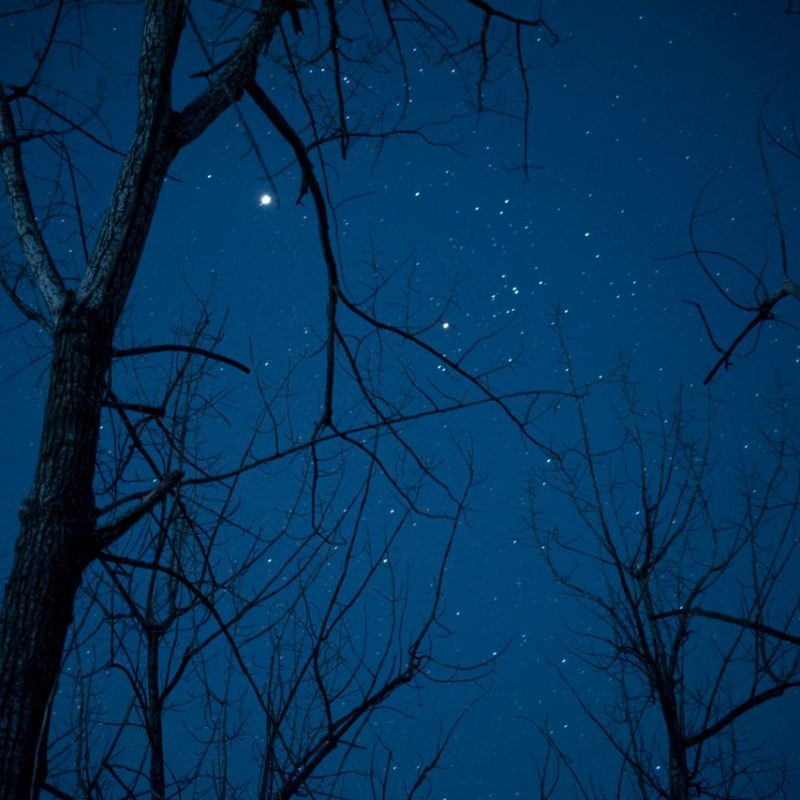 Beautiful starry night sky viewed through silhouetted bare trees creating a peaceful evening scene.